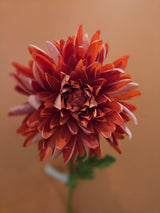 Zijdenbloem Chrysant