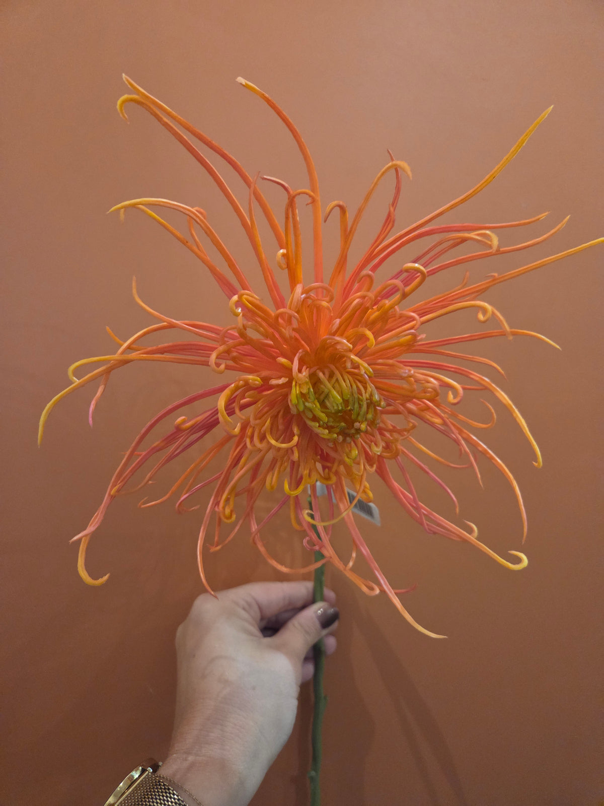 Zijdenbloem spider mum salmon