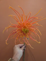 Zijdenbloem spider mum salmon