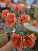 Zijdenbloem poppy
