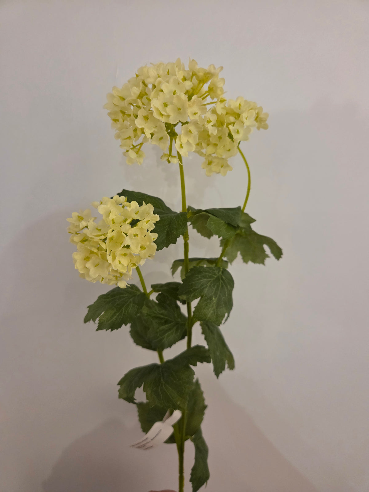 Zijdenbloem sneeuwbal