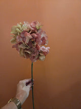 Hortensia mauve