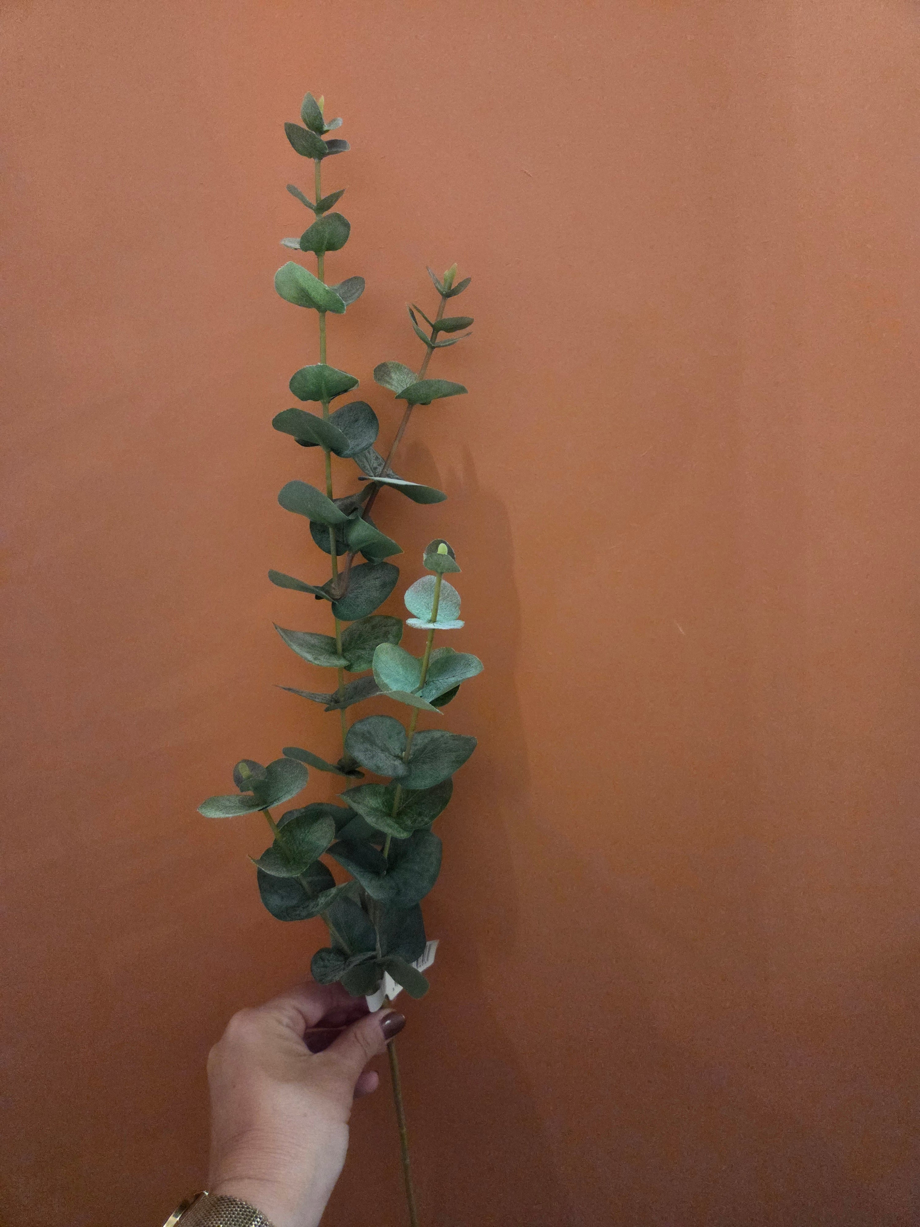 Zijdenbloem eucalyptus
