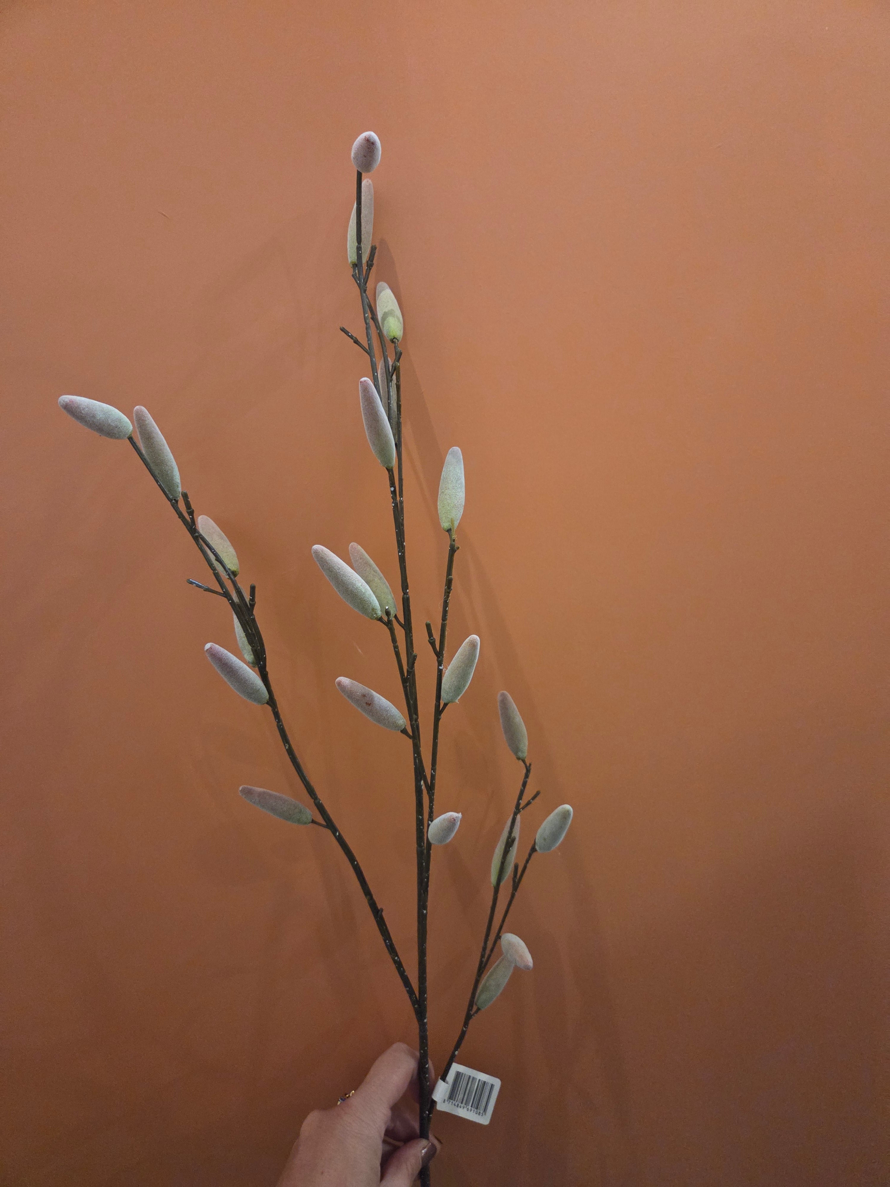 Zijdenbloem salix