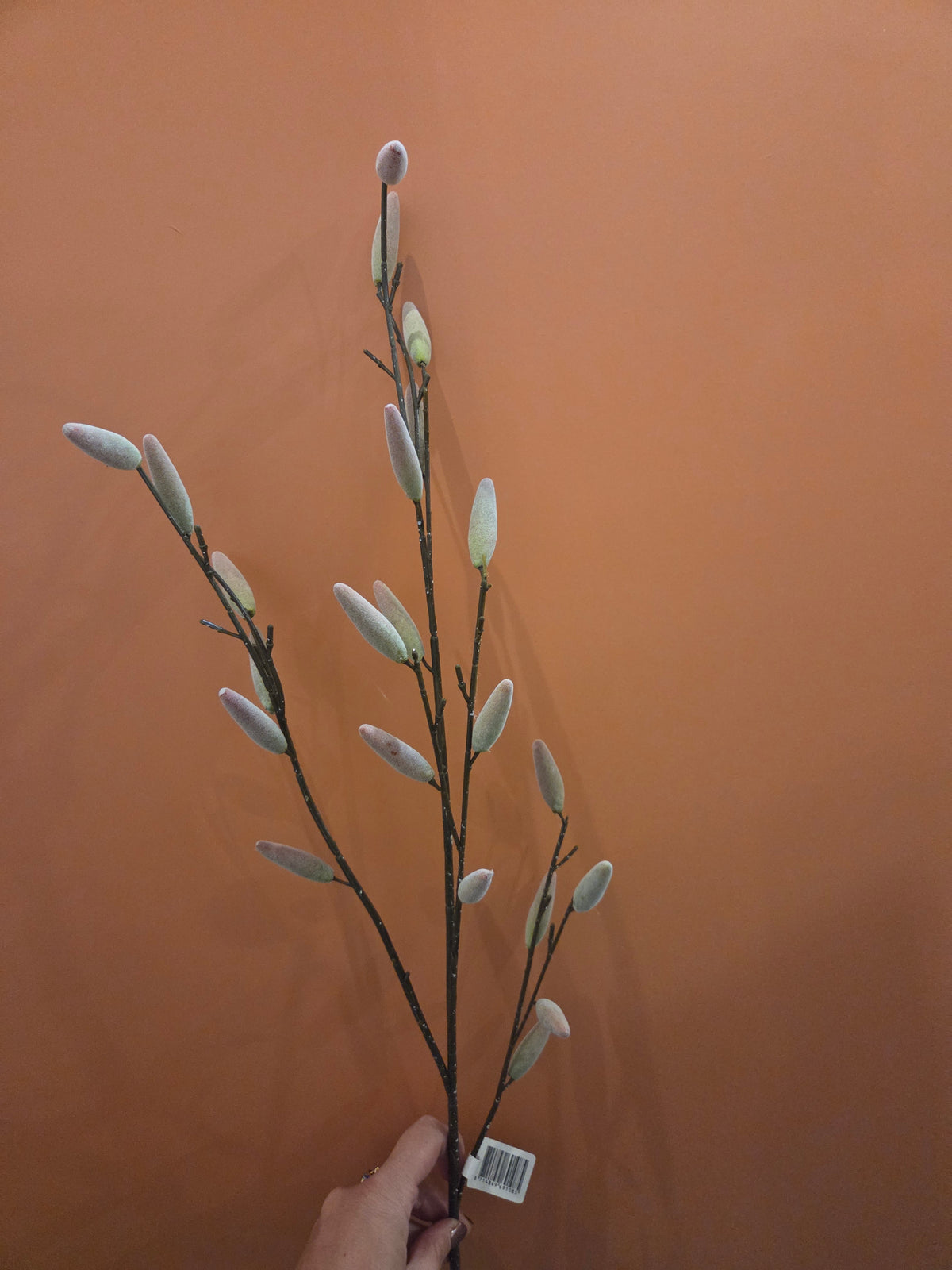 Zijdenbloem salix