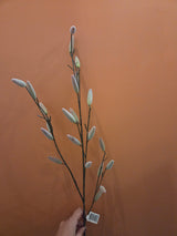 Zijdenbloem salix