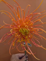 Zijdenbloem spider mum salmon