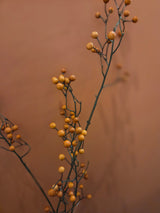 Zijdenbloem berry orange