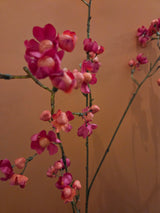 Zijdenbloem bittersweet