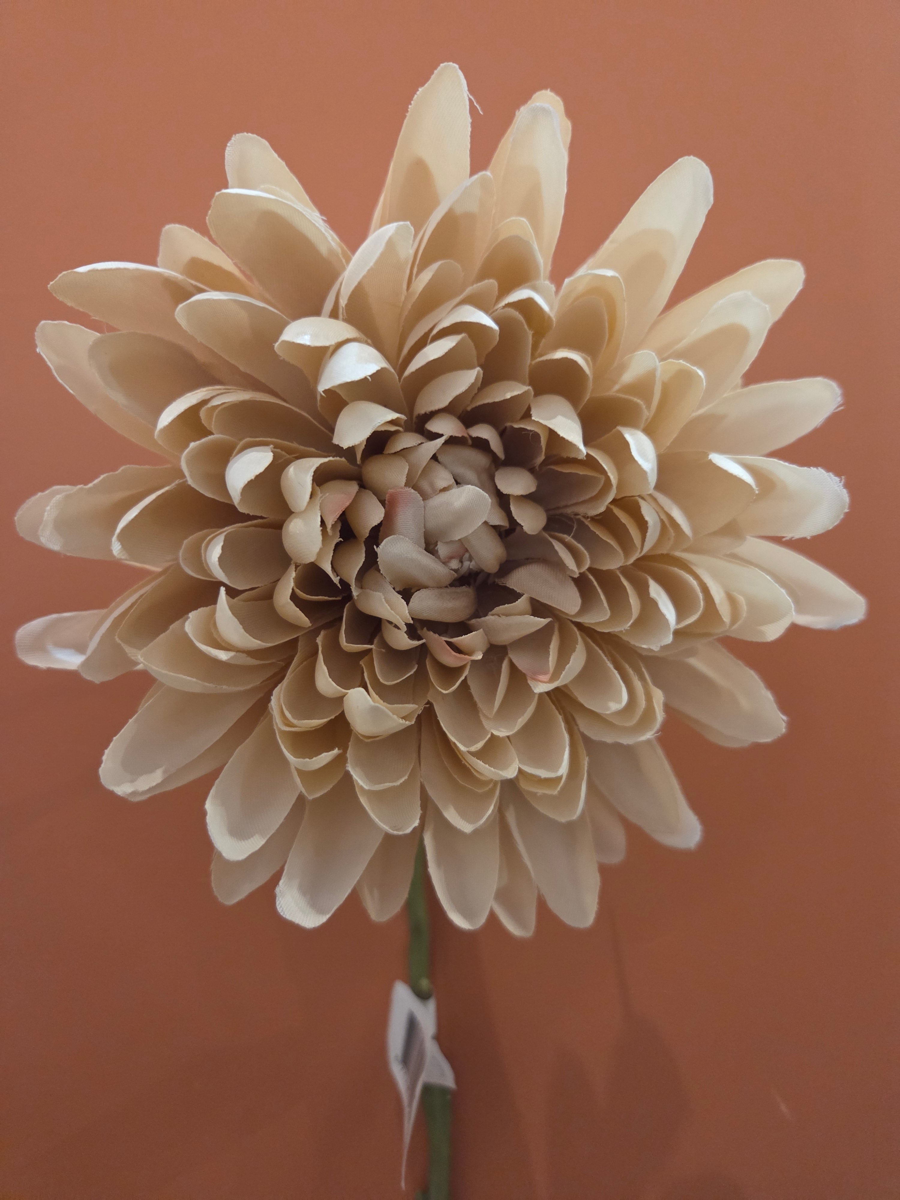 Zijdenbloem spider mum beige
