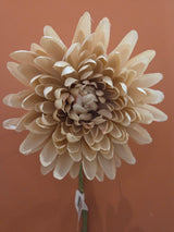 Zijdenbloem spider mum beige