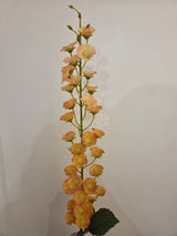 Zijdenbloem blumea laciniata