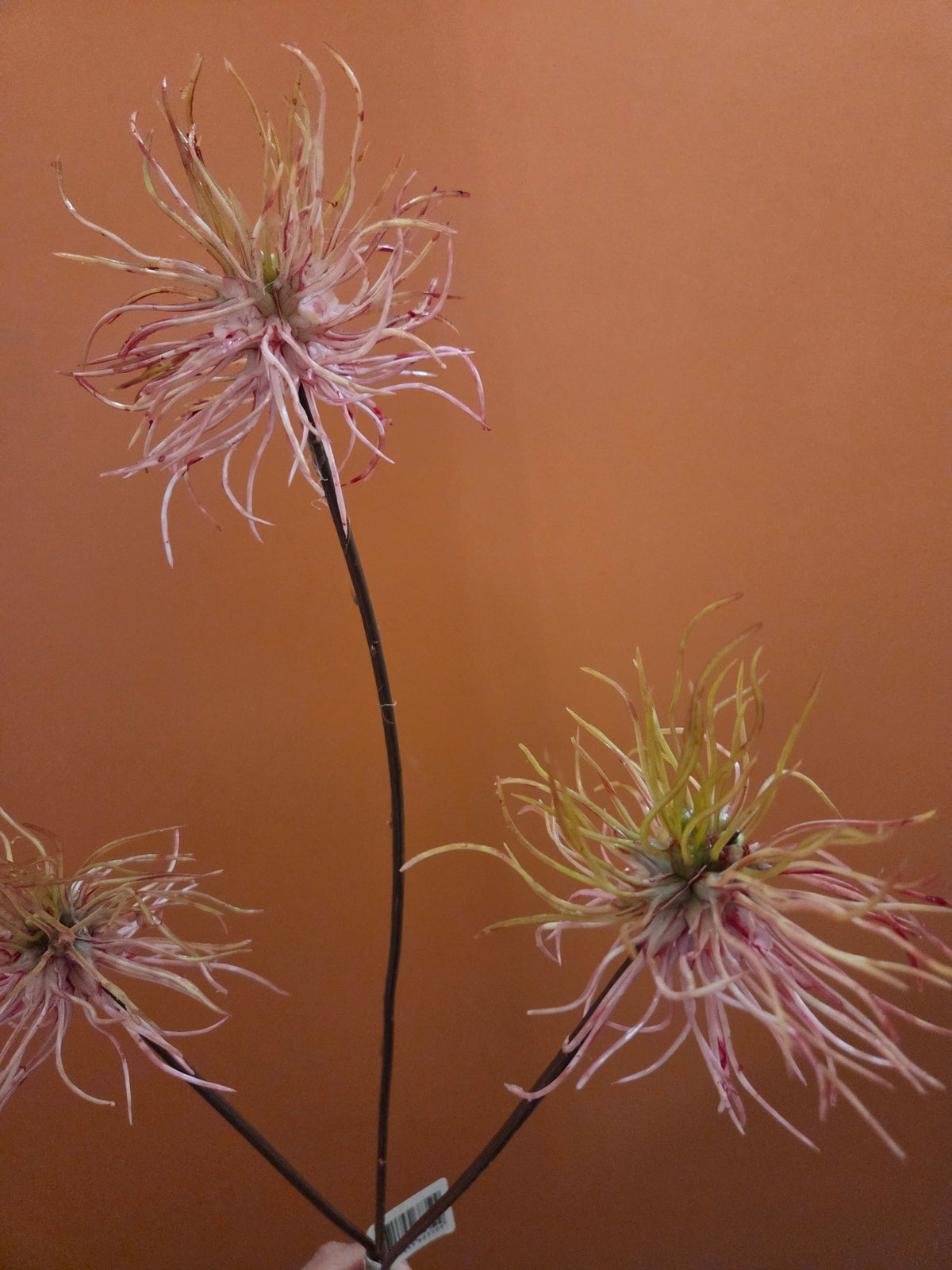 Zijdenbloem Rambutan pink