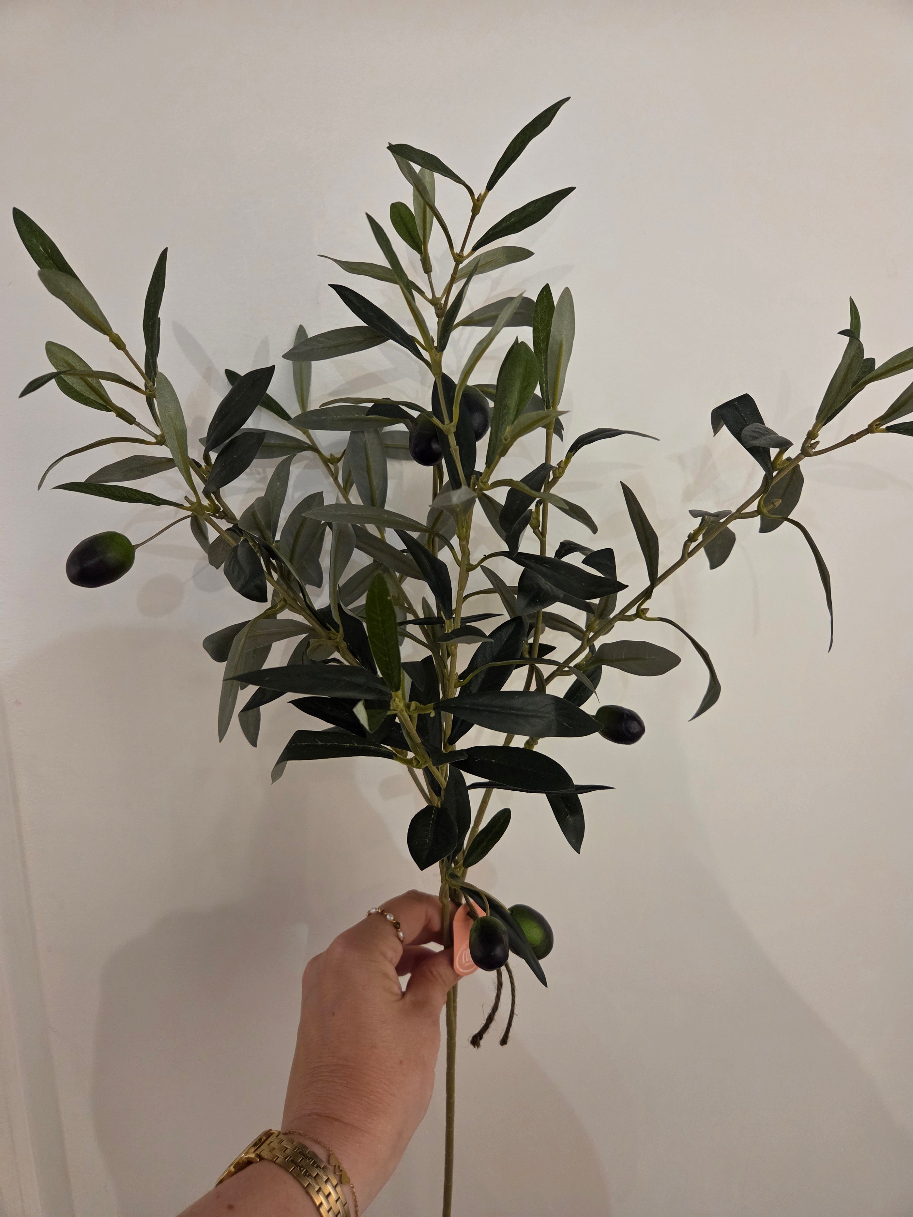 Zijdenbloem olijftak
