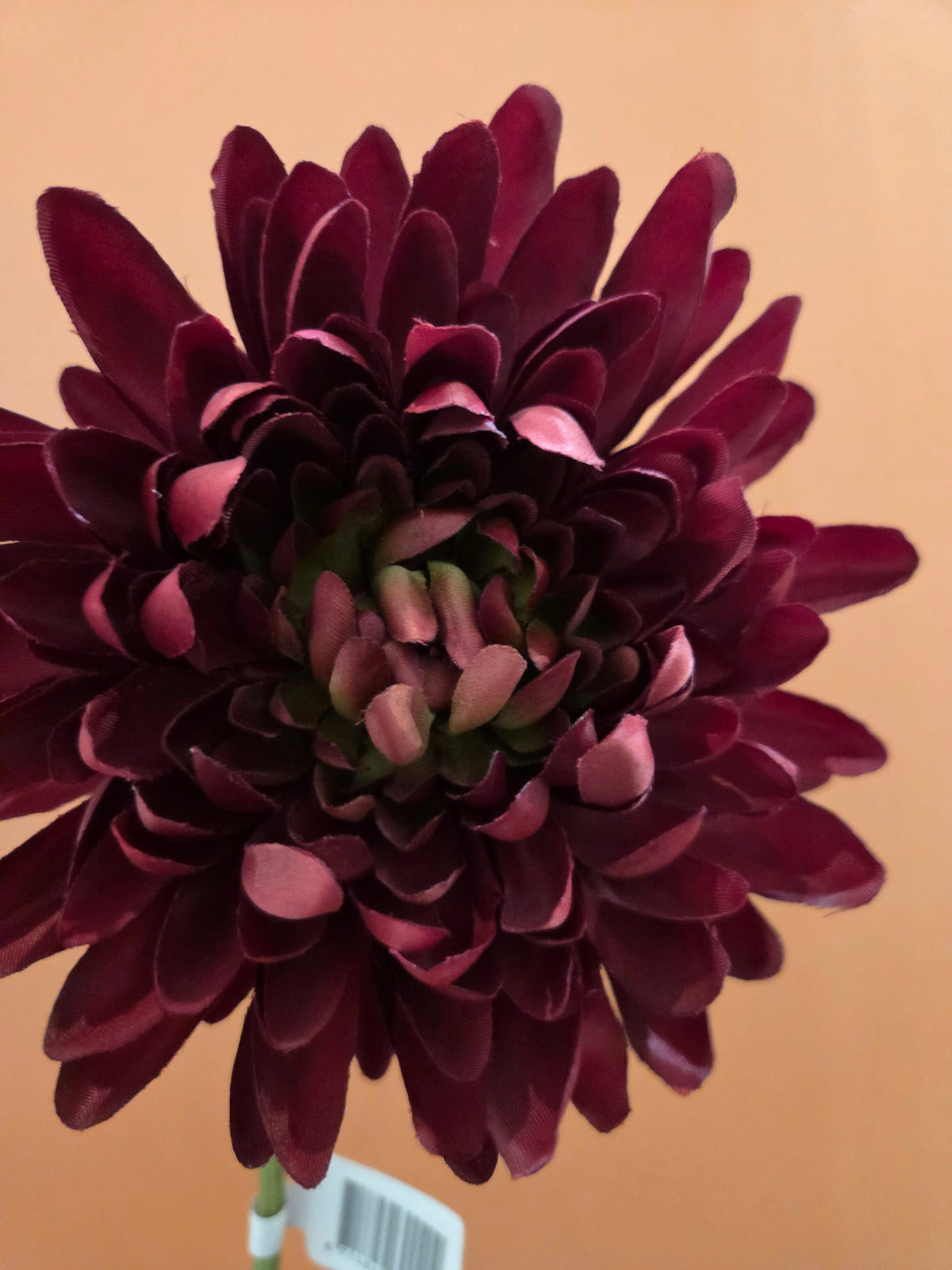 Zijdenbloem spider mum