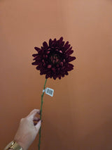 Zijdenbloem spider mum