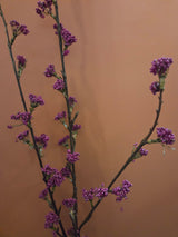 Zijdenbloen callicarpa