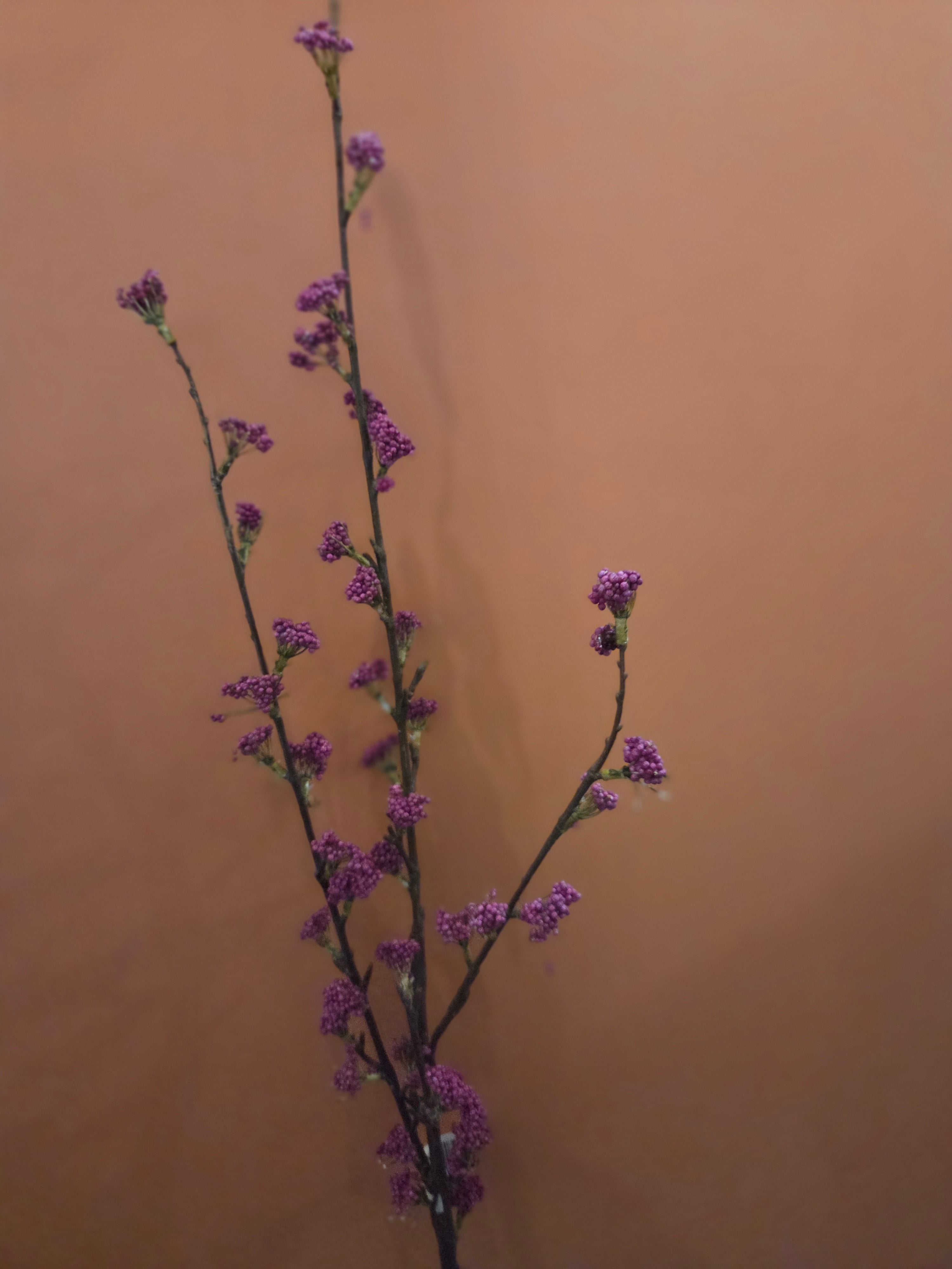 Zijdenbloen callicarpa