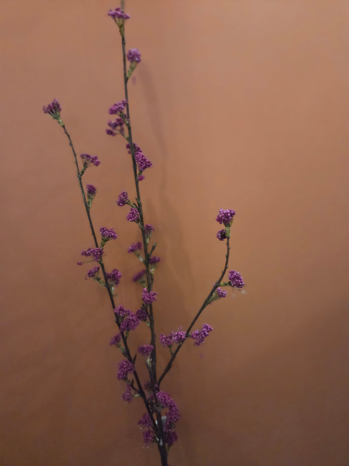 Zijdenbloen callicarpa