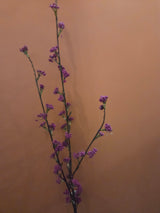 Zijdenbloen callicarpa