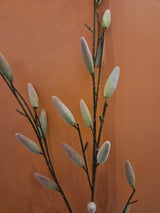 Zijdenbloem salix