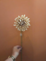 Zijdenbloem spider mum beige