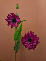 Zijdenbloem Black eyed Susan